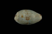 藏品(小眼寶螺)的圖片